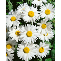 Leucanthemum max. / Margaréta veľkoúb. ´SHASTA DAISY´, bal. 0,8 g