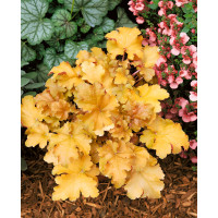 Heuchera ´Amber Waves´ / Heuchera, C1,5