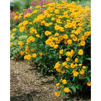 Heliopsis helianthoides ´Summer Sun´/ Slnečníčka drsná žltá, K9