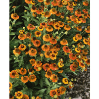 Helenium autumnale ´Orange´ / Helénium jesenné, K9