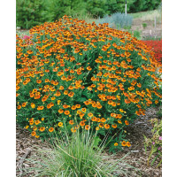 Helenium autumnale ´Orange´ / Helénium jesenné, C1,5