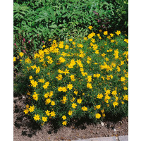 Coreopsis verticillata ´Zagreb´ / Kráska praslenová, C1