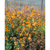 Geum ´Mr. J. Bradshaw´ (Feuerball) / Kuklík, C1