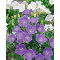 Campanula carpatica ´Clips Blue´ / Zvonček karpatský modrý, K9