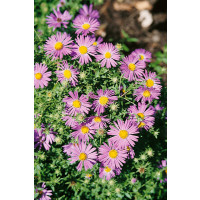 Aster oblongifolius / Aromatická astra / Symphyotrichum oblongifolium, K9