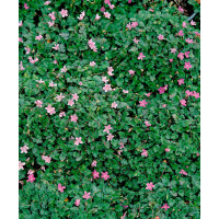 Erodium variabile ´Bishops Form´ / Bocianik, K9