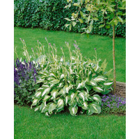 Hosta ´Mediovariegata´ / Hosta / Funkia, K9