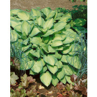 Hosta ´Gold Standard´ / Hosta / Funkia, C1,5
