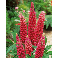 Lupinus ´Gallery Red´ / Vlčí bôb, K9