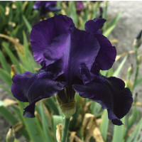 Iris germanica ´Night Owl´ / Kosatec nemecký, I.