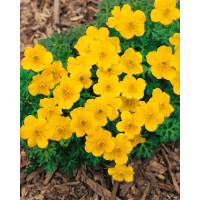 Trollius pumilus / Žltohlav, K9