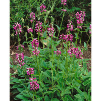 Stachys macrantha / Čistec veľkokvetý, K9