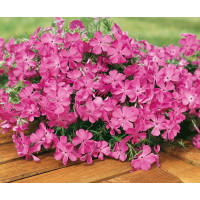 Phlox sub. ´Mc Daniel´s Cushion´ / Flox šidlolistý bledocykl., K9