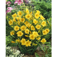 Hemerocallis 'Stella de Oro' / Ľaliovka, C1,5