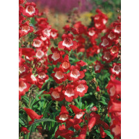 Penstemon hartwegii ´Picotee´ / Dračík, C1