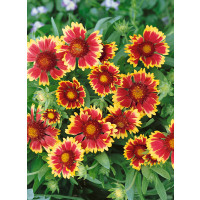 Gaillardia aristata ´Kobold´ / Kokarda osinatá, K9