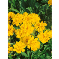 Coreopsis grandiflora ´Sunray´ / Krásnoočko veľkokveté, C1,5