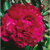 Paeonia lact. ´Kansas´ / Pivonka bylinná, C3
