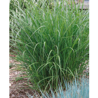 Miscanthus sinensis ´Ferner Osten´ / Ozdobnica čínska, K11