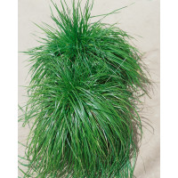 Deschampsia caespitosa 'Bronzeschleier' / Metlica trsnatá - Bronzový závoj, K9