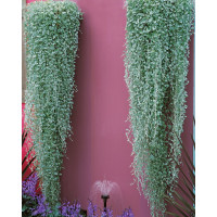 Dichondra micrantha ´Silver Falls´ / Strieborný vodopád, K7