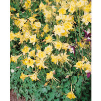 Aquilegia caerulea Spring Magic Yellow / Orlíček, K9