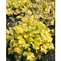 Heuchera 'Lime Rickey' / Heuchera, C1,5