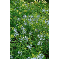 Amsonia hubrichtii / Amzónia, C1