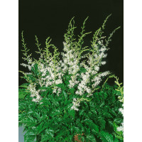 Astilbe simplicifolia 'White Wings'® / Astilba, C1,5