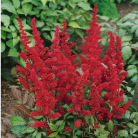 Astilbe ´MIX´ / Zmes astílb, bal. 3 ks, 3xC1,5
