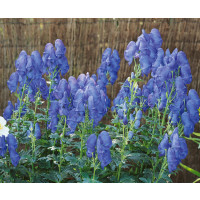 Aconitum carmichaeli ´Arendsiiˇ / Prilbica, K9