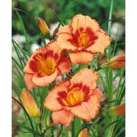 Hemerocallis 'Strawberry Candy' / Ľaliovka, K13