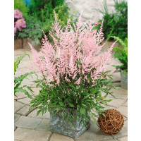 Astilbe arendsii ´Bressingham Beauty´ / Astilba bledoružová, K9