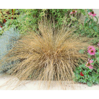 Carex buchananii / Ostrica Buchanova, K9