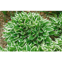 Hosta undulata ´Albomarginata´, C1 