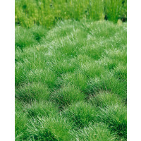 Festuca gauteri / Kostrava, K9