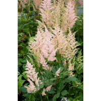 Astilbe japonica ´Europa´ / Astilba bledoružová, K9