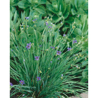 Sisyrinchium angustifolium / Badyľ úzkolistý, K9