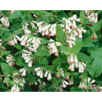 Symphytum grandiflorum ´Hidcote Pink´ / Kostihoj veľkokvetý, K9