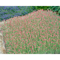 Antennaria dioica 'Rotes Wunder' / Plešivec dvojdomý, K9