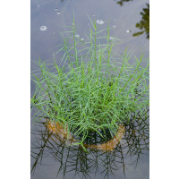 Carex muskingumensis 'Little Midge' / Ostrica muskingumenská, K9
