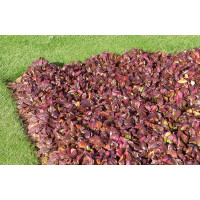 Ajuga reptans ´Rubra´ / Zbehovec plazivý, K9