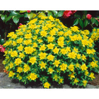 Euphorbia polychroma / Mliečnik mnohofarebný, K9