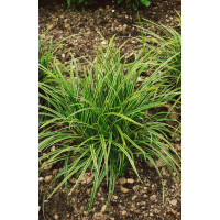 Carex morrowi ´Ice Dance´ / Ostrica, K9