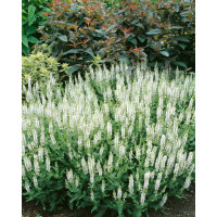 Salvia nemorosa ´Schneekugel´ / Šalvia hájna, C1,5