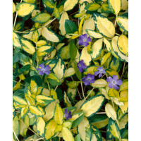 Vinca minor Illumination / Zimozeleň menšia, K9