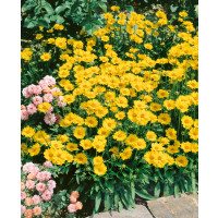 Coreopsis grandiflora ´Sonnenkind´ / Kráska veľkoúborová, K9