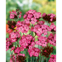 Dianthus carthusianorum / Klinček kartuziánsky, K9
