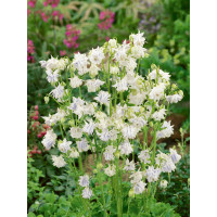 Aquilegia vulg. White Barlow / Orlíček obyčajný, K9