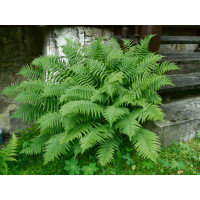 Dryopteris affinis / Papraď hrdzavá, K9